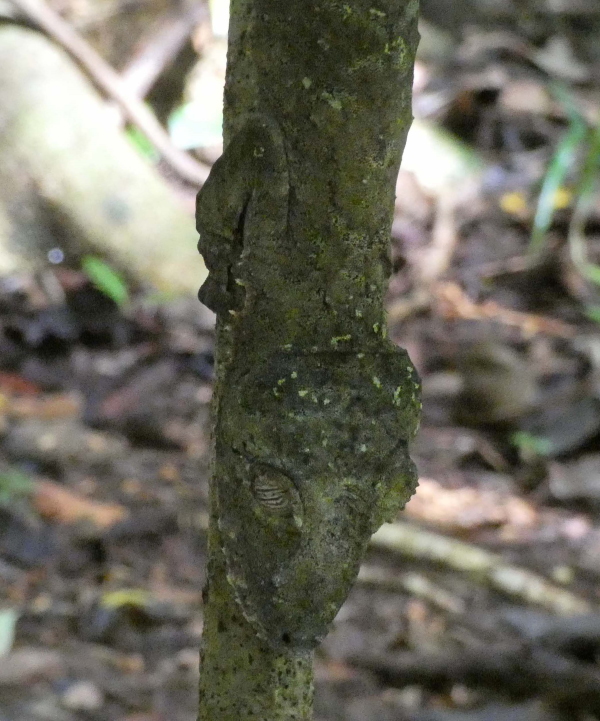 Leaf-tailed gecko (a very cryptic animal!)